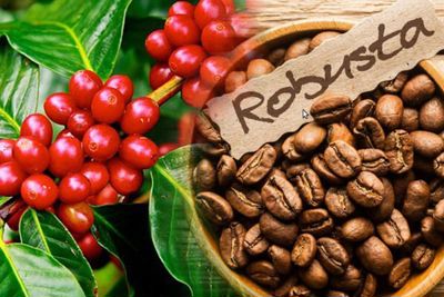 Thế giới lo ngại thiếu hụt nguồn cung cà phê bởi dịch bệnh và mất mùa
