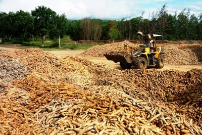 Giảm thuế giúp sắn trở thành nông sản xuất khẩu có giá trị tăng mạnh nhất 9 tháng đầu năm