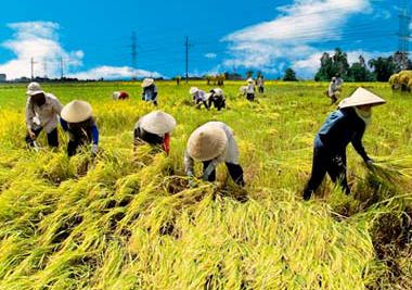 Chủ trương tạm trữ lúa gạo là đúng đắn Chủ trương tạm trữ lúa gạo là đúng đắn