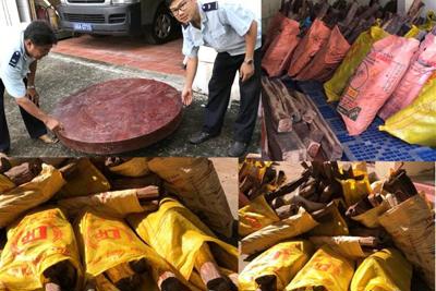 Bắt giữ hơn 4,3 tấn gỗ trắc vận chuyển trái phép qua biên giới Bắt giữ hơn 4,3 tấn gỗ trắc vận chuyển trái phép qua biên giới