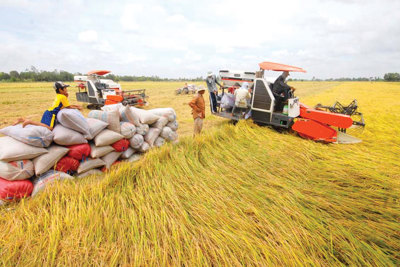 Bảo vệ lúa gạo trước ảnh hưởng của biến đổi khí hậu