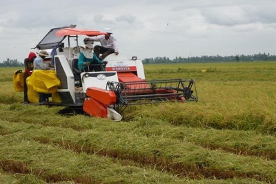 Trung Quốc giảm mạnh nhập khẩu gạo, Philippines có thể dừng mua gạo sớm
