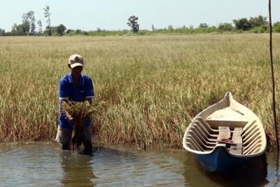  Chủ động phòng, chống xâm nhập mặn trong nuôi trồng thủy sản tại Đồng bằng sông Cửu Long​ 