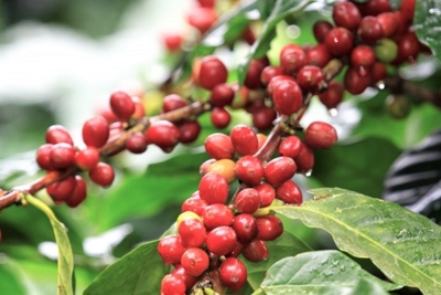  Thúc đẩy xuất khẩu cà phê Việt sang thị trường Anh 
