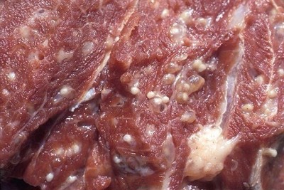  Cách nhận biết thịt lợn nhiễm sán 