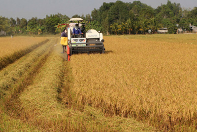 Để ngành lúa gạo vượt khó: Thay đổi tư duy sản xuất