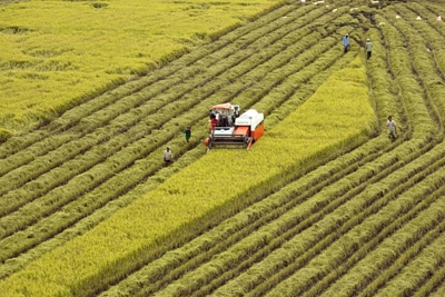 Cho vay thúc đẩy sản xuất, tiêu thụ lúa gạo khu vực Đồng bằng sông Cửu Long