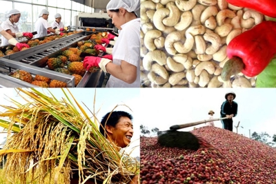 Phát triển thương hiệu nông sản Việt Nam dựa trên khai thác yếu tố vùng, miền 