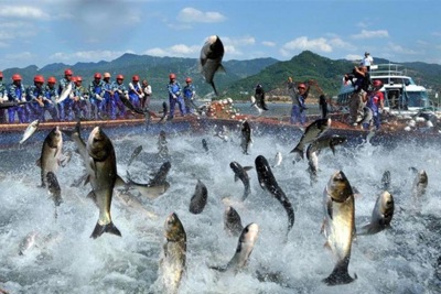 Hưởng lợi từ CPTPP cá tra chinh phục thị trường Nhật