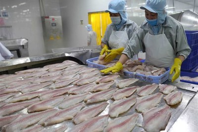Xuất khẩu cá tra phục hồi mạnh nhờ các thị trường chính tăng mua