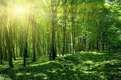 Bổ sung gần 427 tỷ đồng ngân sách trung ương cho bảo vệ và phát triển rừng năm 2021 