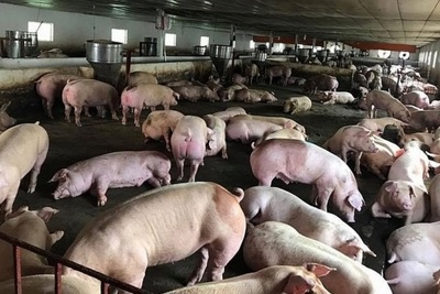 Thiệt hại do dịch tả lợn châu Phi, người chăn nuôi được hỗ trợ bao nhiêu?