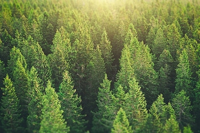 Phục hồi rừng, khí thải carbon chỉ còn 2/3