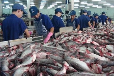  Mỹ tăng mạnh thuế chống bán phá giá, xuất khẩu cá tra giảm mạnh 