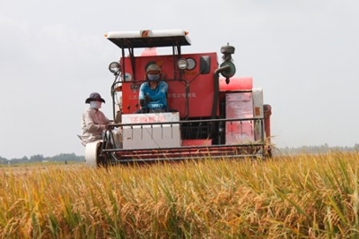 Tháo gỡ "điểm nghẽn" lưu thông cho lúa gạo Đồng bằng sông Cửu Long