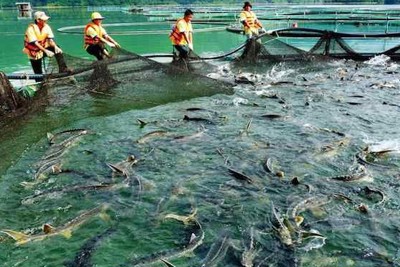Đề xuất bãi bỏ một số loại phí, lệ phí lĩnh vực quản lý vật tư nuôi trồng thủy sản