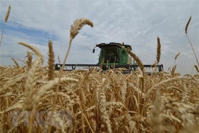 Nga duy trì liên lạc với Liên hợp quốc về thỏa thuận xuất khẩu ngũ cốc