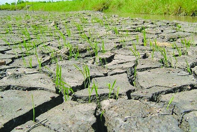 Nghiên cứu ảnh hưởng của biến đổi khí hậu tới kinh tế nông nghiệp Việt Nam