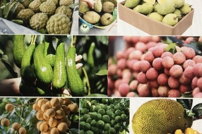 Cơ hội đang rộng mở để đưa trái cây Việt Nam ra thị trường thế giới