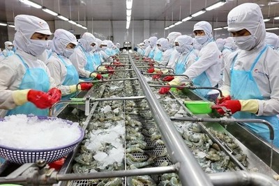 Việt Nam đang khẳng định vị thế số 1 về tôm chế biến sâu trên thị trường toàn cầu