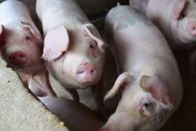  Cơn khát thịt lợn của Trung Quốc có thể mang đến núi tiền cho nông dân Mỹ 