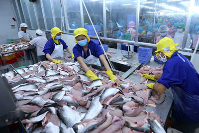 Xuất khẩu cá tra Việt Nam: Mỹ trở lại vị trí dẫn đầu