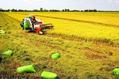 Giải pháp phát triển lúa gạo Việt Nam trước những biến đổi khí hậu