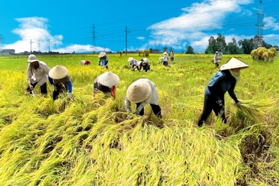 Tạo bứt phá cho nông nghiệp trước thách thức của biến đổi khí hậu và gia tăng dân số