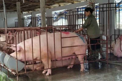Phát triển bền vững kinh tế trang trại ở Tam Điệp, Ninh Bình Phát triển bền vững kinh tế trang trại ở Tam Điệp, Ninh Bình