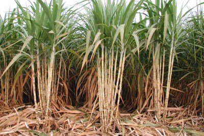 Cao Bằng: Đầu tư trên 11 tỷ đồng phát triển mía đường