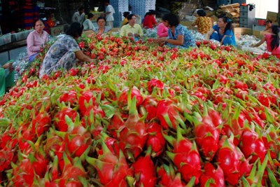 Đi tìm thương hiệu xuất khẩu cho nông sản Việt Nam 