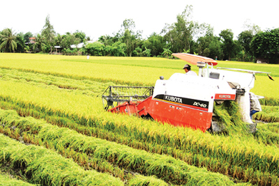 Thị trường sôi động nhờ gạo thơm