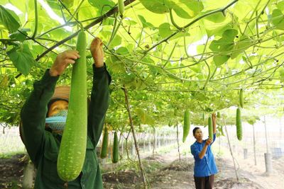 Phá rào cản, dồn lực đầu tư vào nông nghiệp