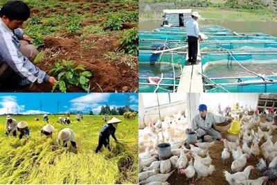Đề xuất nhiều trường hợp được hỗ trợ phí bảo hiểm nông nghiệp