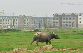 “Đất vàng“ dự án thành nơi... “trồng” cỏ