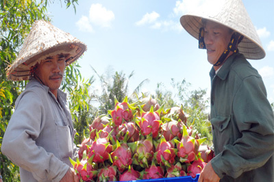 Gỡ nợ xấu cho ngành nông sản