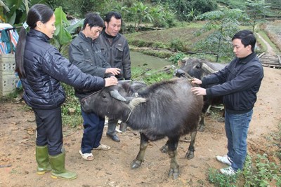 Hậu Giang: Cho vay tam nông đạt hiệu quả cao