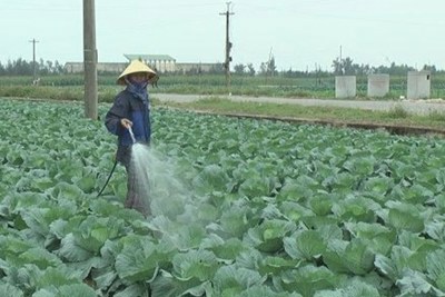 Sản xuất rau theo tiêu chuẩn VietGap ở Nghệ An