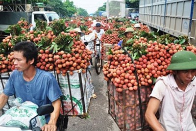 Mở rộng thị trường xuất khẩu quả vải tươi