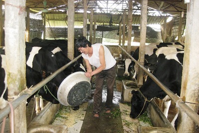 Agribank Vĩnh Tường - “mắt xích” liên kết chuỗi