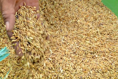 Xuất cấp 263 tấn hạt giống từ nguồn dự trữ quốc gia hỗ trợ tỉnh Ninh Thuận