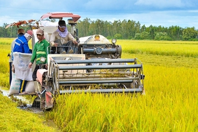 Hiệu quả chương trình tín dụng góp phần thúc đẩy phát triển nông nghiệp vùng đồng bằng sông Cửu Long