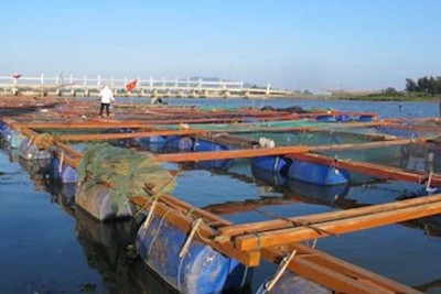 Chủ động ứng phó, hạn chế thiệt hại cho nuôi thủy sản lồng bè mùa mưa lũ