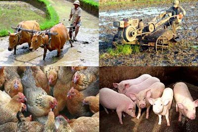 Bộ Tài chính đề xuất  nhiều giải pháp tăng cường hỗ trợ  cho khu vực nông nghiệp, nông thôn, nông dân