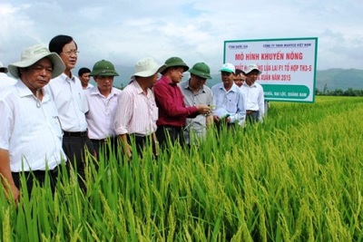 Giống lúa vụ Đông Xuân: Tăng tỷ lệ hạt giống sản xuất trong nước