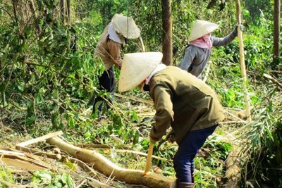 Dự án trồng rừng ở Bình Định: Hành động đúng, hiệu quả cao