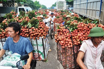 Mở rộng thị trường xuất khẩu quả vải tươi