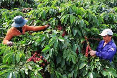 Agribank chung sức cùng Tây Nguyên tái canh cây cà phê