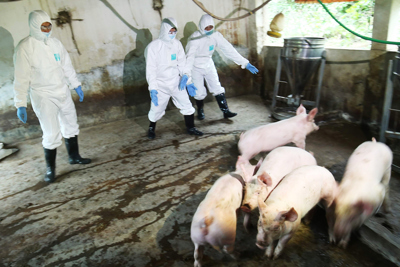 [Video] Những con đường lây nhiễm của virus dịch tả lợn châu Phi