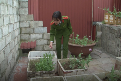 [Video] Nghi phạm bán ma túy, trồng thuốc phiện trên nóc nhà 